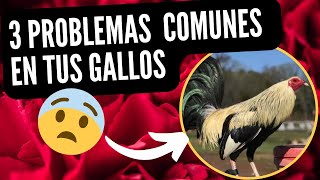 PROBLEMAS QUE TIENES CON TUS GALLOS Y GALLERA Y NO SABIAS 🐓🇺🇸🇲🇽gallo gallofino gallinas [upl. by Yldarb420]