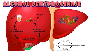 Alcohol Dehydrogenase [upl. by Aylmar]