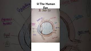 👁 The Human Eye diagram by student ytshorts humaneye science easydiagram [upl. by Homovec]