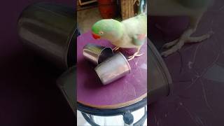 Gilas sidha Karta hua tota Johnny parrot talking parrot [upl. by Rratsal]