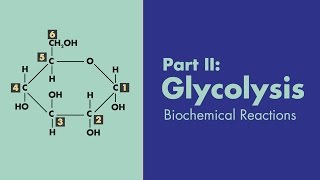 Glycolysis  Biochemical Reactions  MEDZCOOL [upl. by Anoved]