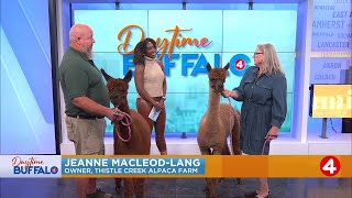 Daytime Buffalo Celebrating National Alpaca Day with Thistle Creek Farm [upl. by Llirret65]