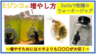 【ミジンコの繁殖】エサより大切なのは〇〇〇だった！ ▶屋内飼育で爆増成功◀ [upl. by Soigroeg]