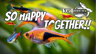 The Most Amazing Fish Combos For A 10 Gallon Aquarium [upl. by Helprin966]