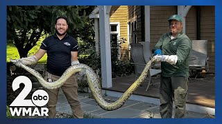 10foot python found in Pikesvillearea backyard [upl. by Eikin478]