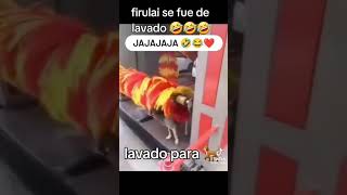 Ya ay mucha tecnología ahora y los perros también están aprendiendo todo jajaja [upl. by Nooj]