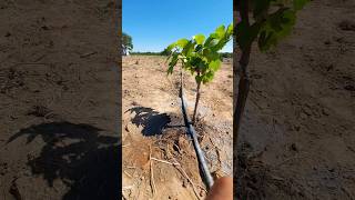 Gotejamento em funcionamento irrigaçãoporgotejamento vidarural trabalhonocampo agro [upl. by Standice]