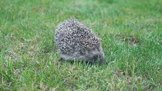 Hedgehogs The Spiky Truth Revealed AnimalLovers CuteAnimals AdorableCreatures [upl. by Hobbs]