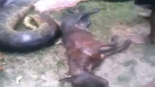 Monster anaconda captured after eating pet dog [upl. by Attenrev]