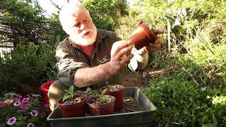 Tibouchina Tip cuttings in Spring Success [upl. by Aknahs186]