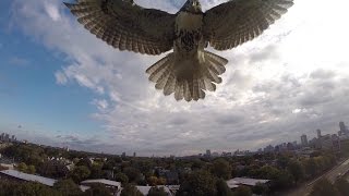 Hawk vs Drone Hawk Attacks Quadcopter [upl. by Ellehsat]