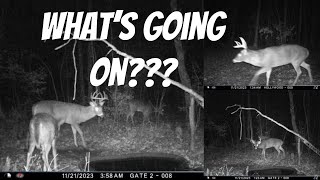 TRAIL CAM DETECTIVE I told a client when to take days off by watching 2 trail cameras [upl. by Leland]