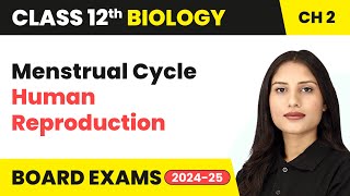 Menstrual Cycle  Human Reproduction  Class 12 Biology Chapter 2  CBSE 202425 [upl. by Salaidh]