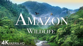 Amazon Wildlife In 4K  Animals That Call The Jungle Home  Amazon Rainforest  Relaxation Film [upl. by Arella]