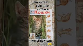 🫶коты воители [upl. by Sneve686]