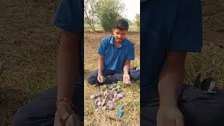 Black Potato  काला आलू [upl. by Adihsar]