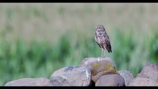 Burrowing Owls [upl. by Alistair]