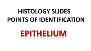 Epithelium Histology Points of Identification [upl. by Nirrej]