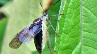 Brown Stinkbug Euschistus servus servus [upl. by Cameron]