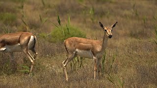 Wildlife escapades A closer look at Azerbaijan’s beloved goitered gazelles [upl. by Lynnette927]