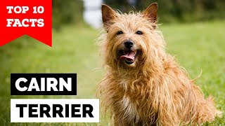 Cairn Terrier  Top 10 Facts [upl. by Lleynad543]