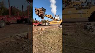 Huge wheel loader unloading trees logging peterbilt pulpwood pine tree [upl. by Ytinirt404]