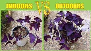 How To Grow Oxalis Triangularis FAST  Purple Shamrock [upl. by Attey627]