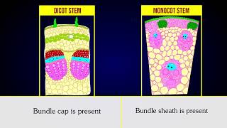 Anatomical differences between dicot stem and monocot stem [upl. by Airemat]