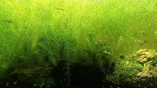 Anacharis Explosion In Planted 40 Gallon Community Tank [upl. by Airdnaz]