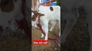 Day old calf brahman crossbreeding animals [upl. by Harris]