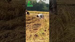 আমন ধান কাটায় ব্যস্ত কৃষক  AGRICARE 24 [upl. by Novello147]