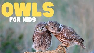 Owls for Kids  Learn fun facts about these cool birds [upl. by Koffman]