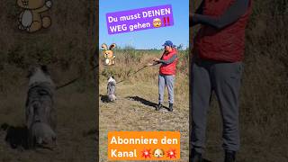 HUNDEERZIEHUNG ES GIBT NUR EINEN WEG 💥🐶💥 DEINEN WEG hund hundeerziehung [upl. by Akerue]