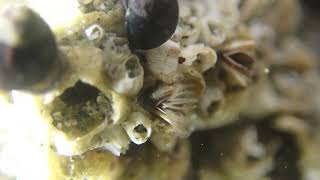 Barnacles feeding macro with slow motion [upl. by Bonis774]