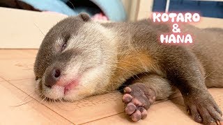 カワウソコタローとハナ 遊び疲れた2人の癒し寝顔 Otter KotaroampHana Cute Sleeping Faces [upl. by Lemkul]