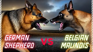 German Shepherd vs Belgian Malinois Which Dog is the Ultimate K9 [upl. by Thaxter]