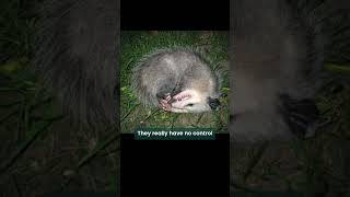 Possums dont play dead biology [upl. by Ibbison522]