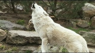 Howling Wolves Wolfsgeheul White Arctic Wolf howl [upl. by Oiliduab]