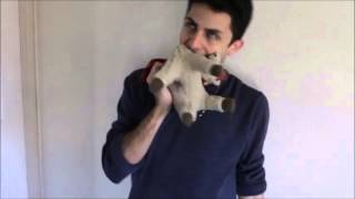 The llama song twaimz sub español [upl. by Maon]