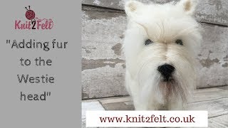 Adding Fur to the Westie Head [upl. by Claudius]