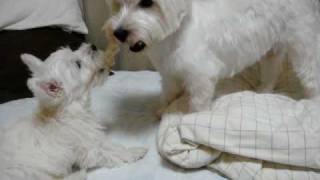 westie puppy vs mother dog 3 battle for a gum ウェスティ親子喧嘩 [upl. by Navada995]