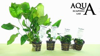 Aquascaping Lab  ANUBIAS Aquatic Plant all varieties description and management [upl. by Plunkett]