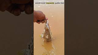 saving most venomous puffer fish shorts sea pufferfish animals dhana51seavlogs [upl. by Ferdy]