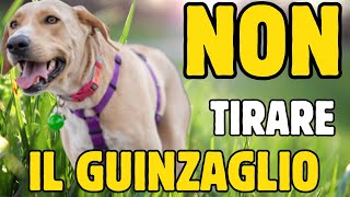 Come INSEGNARE❤️al CANE🐶 a NON⛔️TIRARE al GUINZAGLIO cane addestramentocani canetiraguinzaglio [upl. by Gretta]