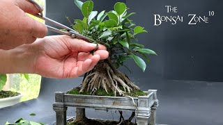 Working on My Vietnam Style Ficus The Bonsai Zone Sept 2023 [upl. by Chon93]