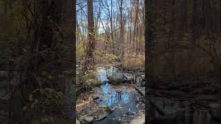 Does Audubon sanctuary Broad Meadow Brook need a bridge here♒🌉🏃‍♂️ [upl. by Clarkin]