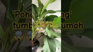 Tanaman hias indoor  Calathea lutea berkebundirumah gardening [upl. by Iznekcam960]