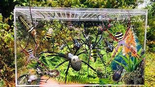 Hunt a thousand spiders‼️Catch orb weaving spiders Joro spiders and longlegged spiders [upl. by Peyter]