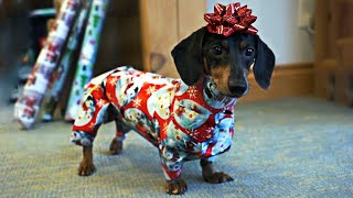 How to Wrap a Dachshund for Christmas [upl. by Yrro]