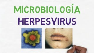 Microbiología Herpesvirus Generalidades [upl. by Ahseiat740]